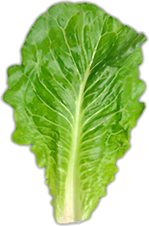 Fresh Green Lettuce Leaf PNG Image