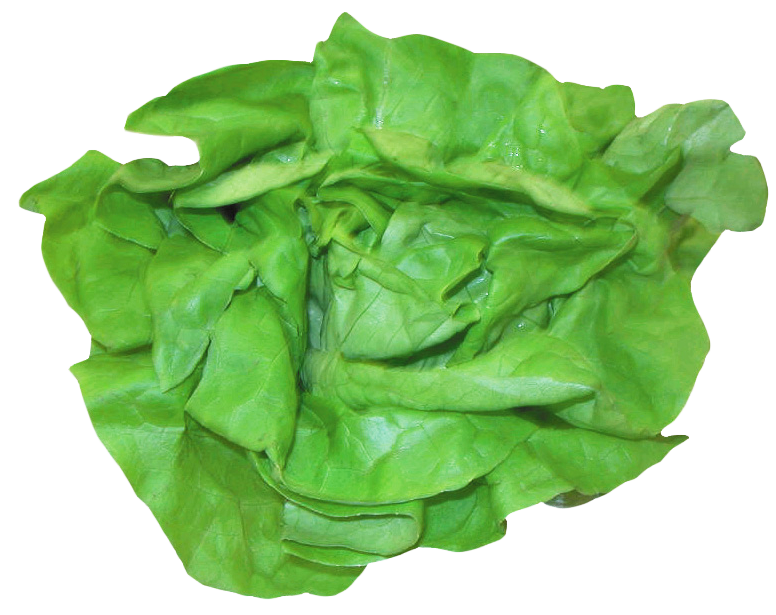 Fresh Green Lettuce Leafy Vegetable PNG Image