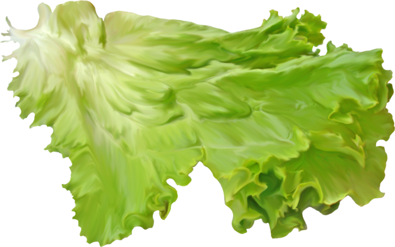 Fresh Green Lettuce Leaves PNG Image