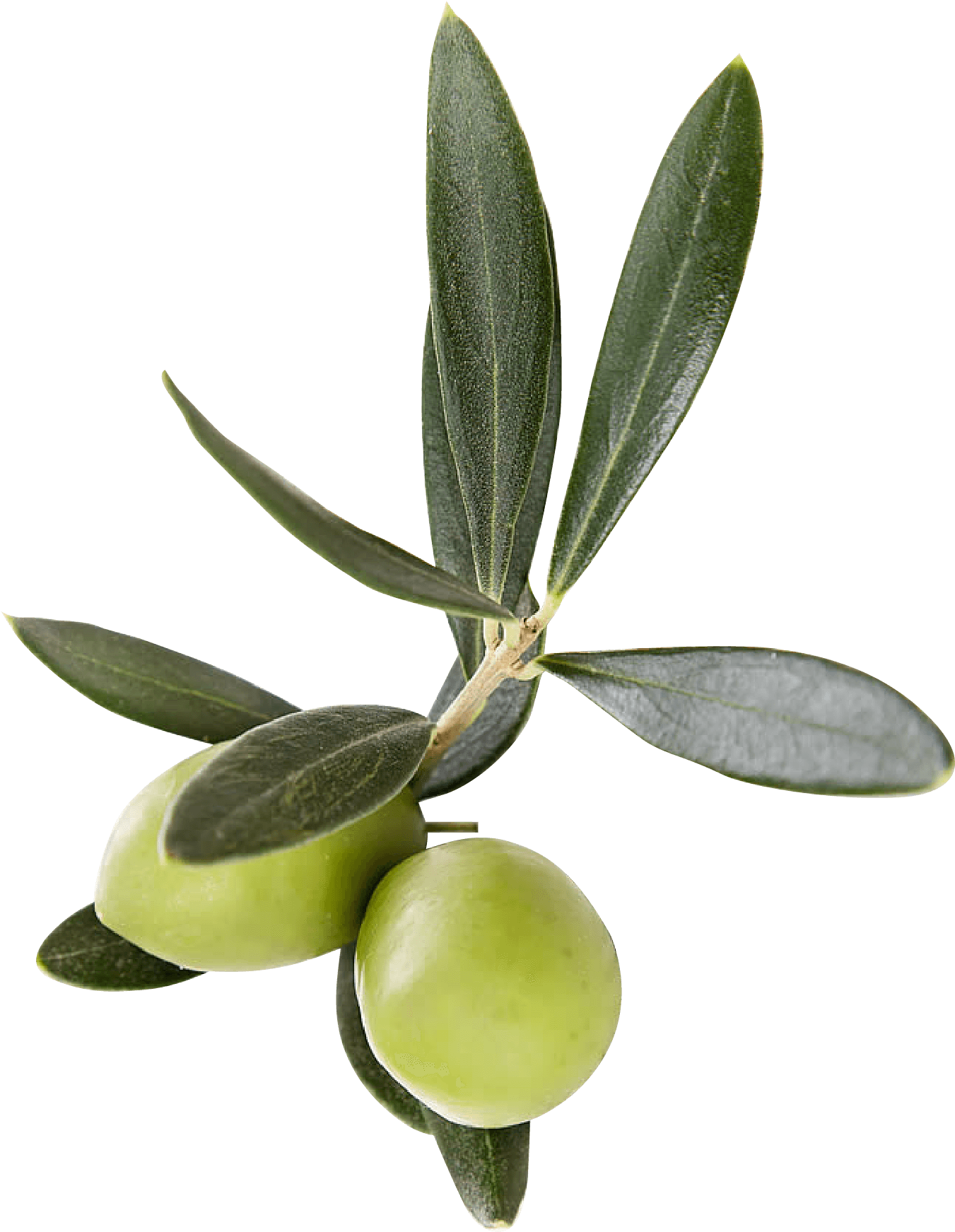 Fresh Green Olives Branch PNG Image