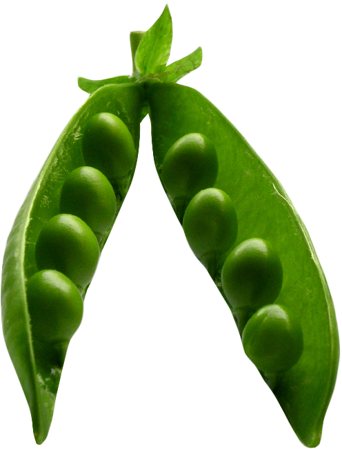 Fresh Green Pea Pod Transparent Background PNG Image