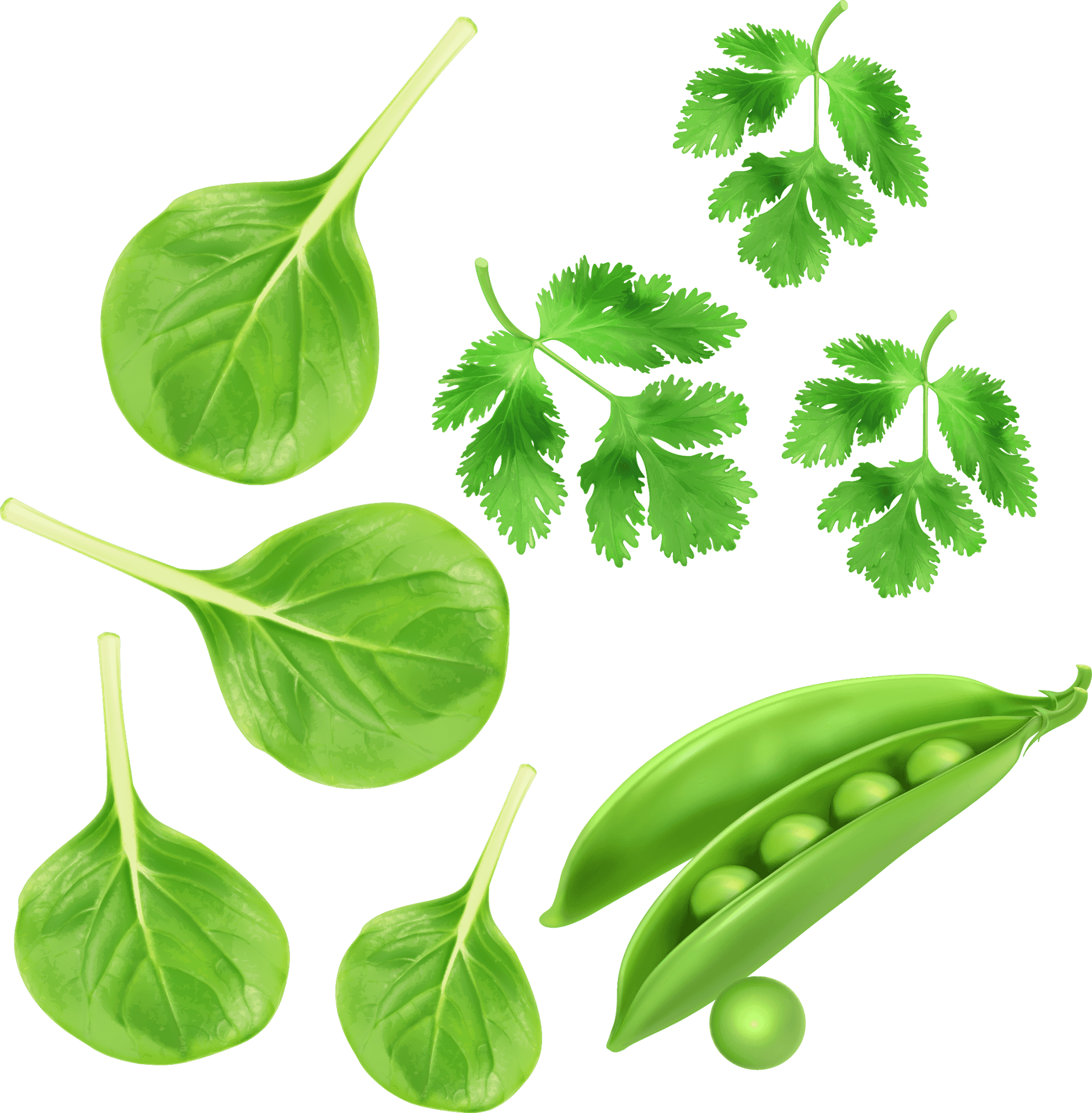 Fresh Green Peasand Leaves PNG Image