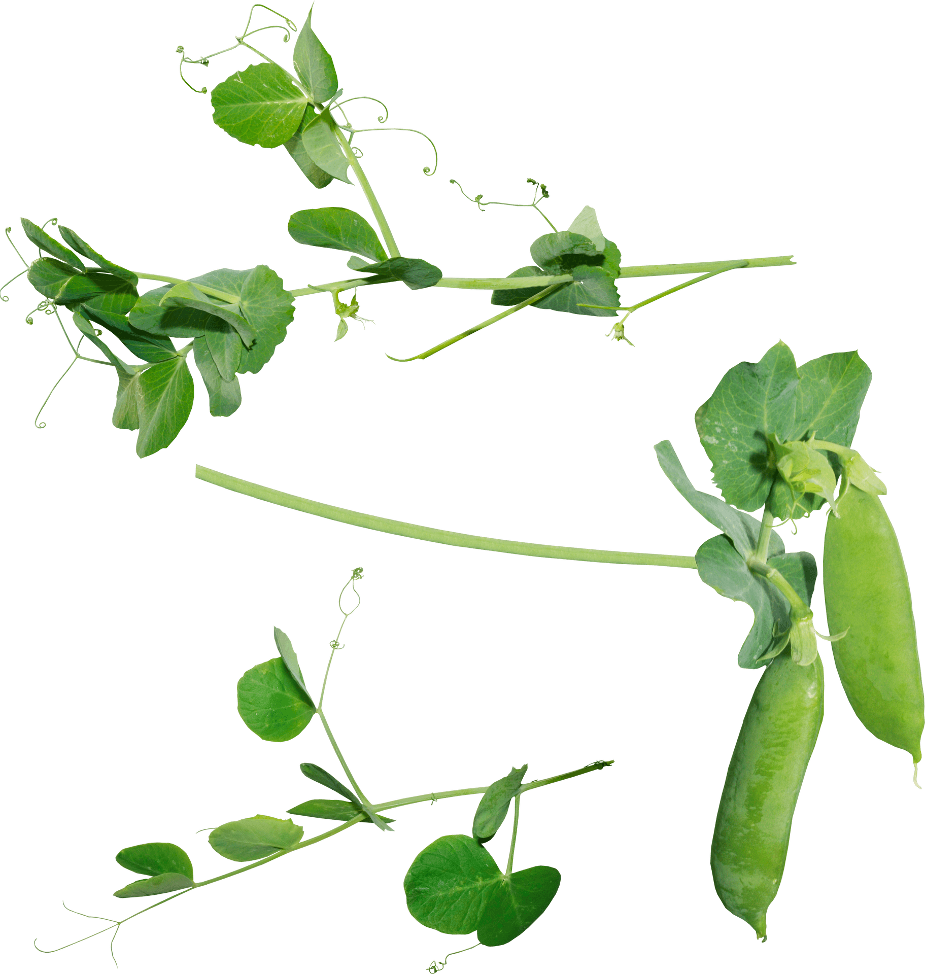 Fresh Green Peasand Pods PNG Image