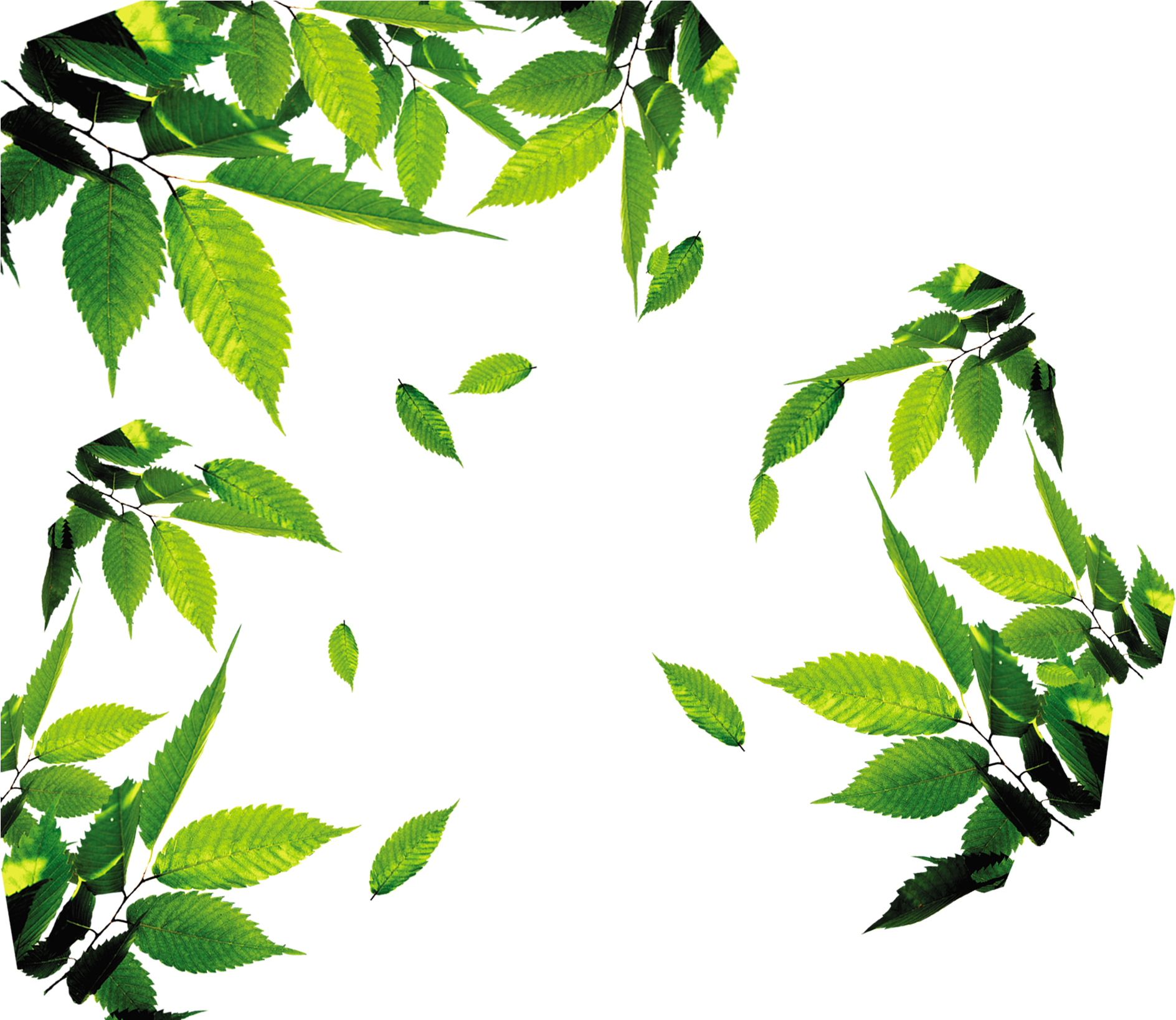 Fresh Green Tea Leaves Frame PNG Image