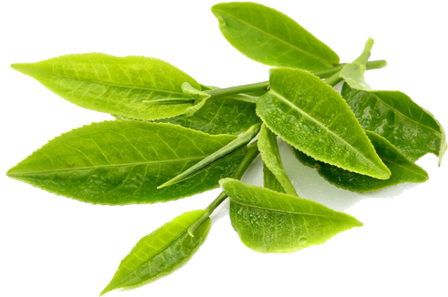 Fresh Green Tea Leaves Transparent Background PNG Image