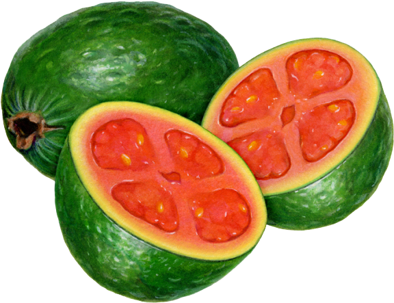 Fresh Guava Fruit Cut Open PNG Image