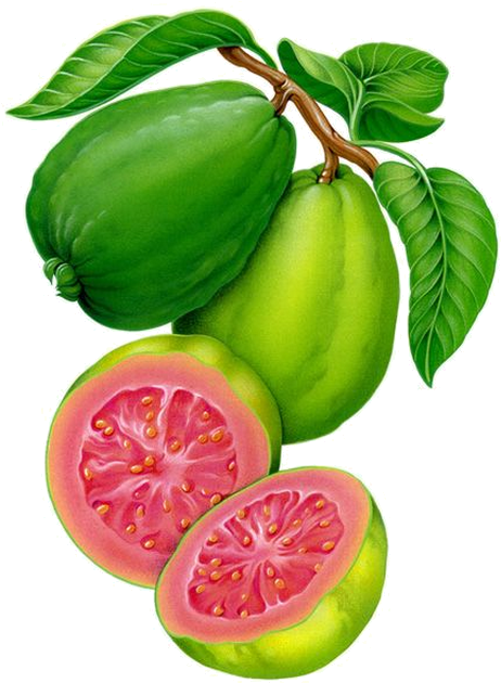 Fresh Guava Fruit Illustration PNG Image