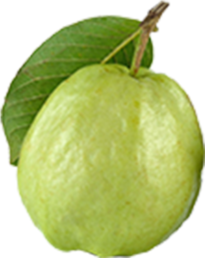 Fresh Guavawith Leaf PNG Image