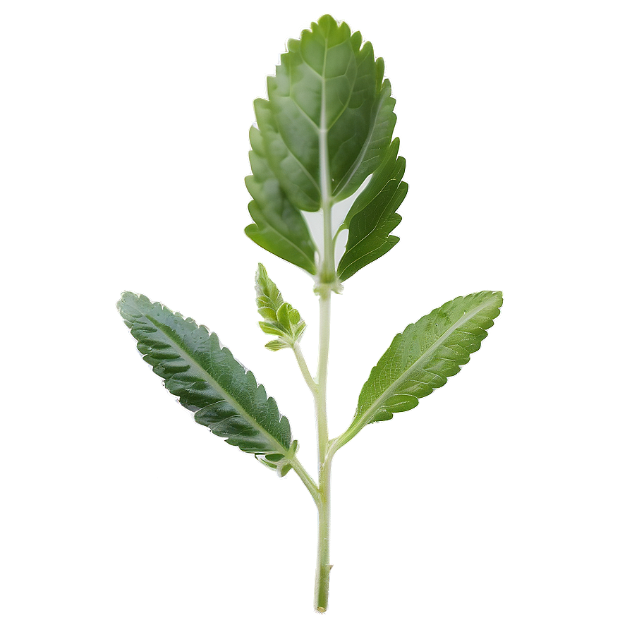 Fresh Herb Png Dgd5 PNG Image