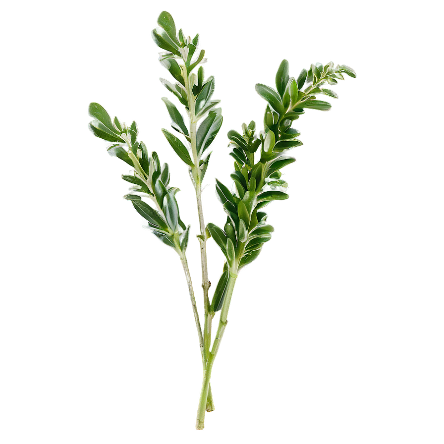 Fresh Herb Sprig Png Lpk92 PNG Image