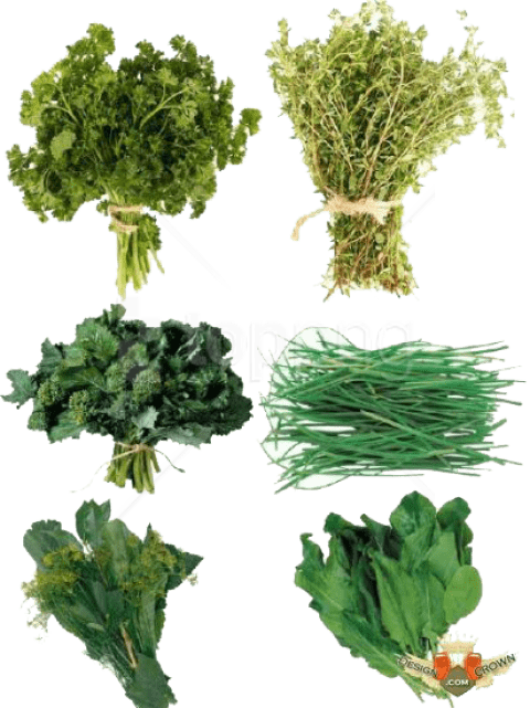 Fresh Herbs Variety Collection PNG Image