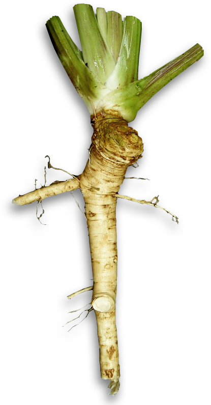 Fresh Horseradish Root PNG Image