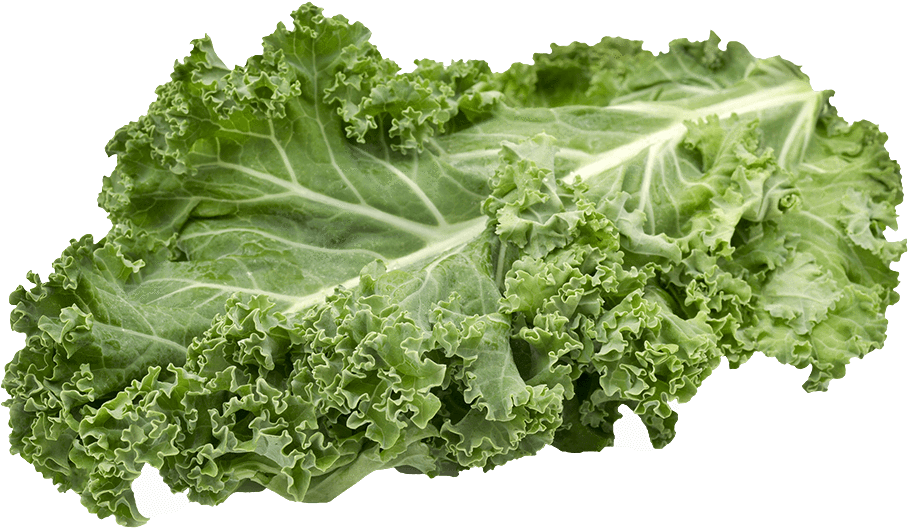 Fresh Kale Leaf Isolated PNG Image