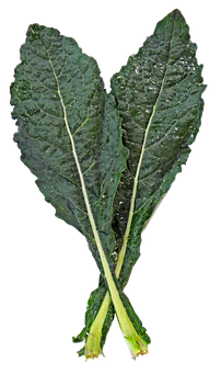 Fresh Kale Leaves Black Background PNG Image