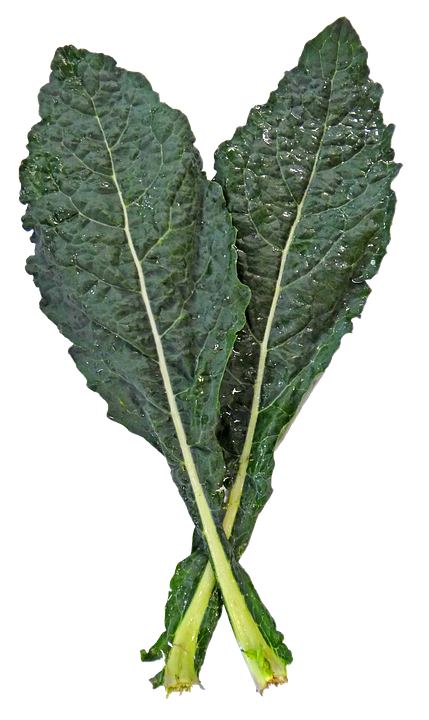 Fresh Kale Leaves PNG Image