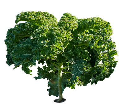 Fresh Kale Planton Black Background PNG Image