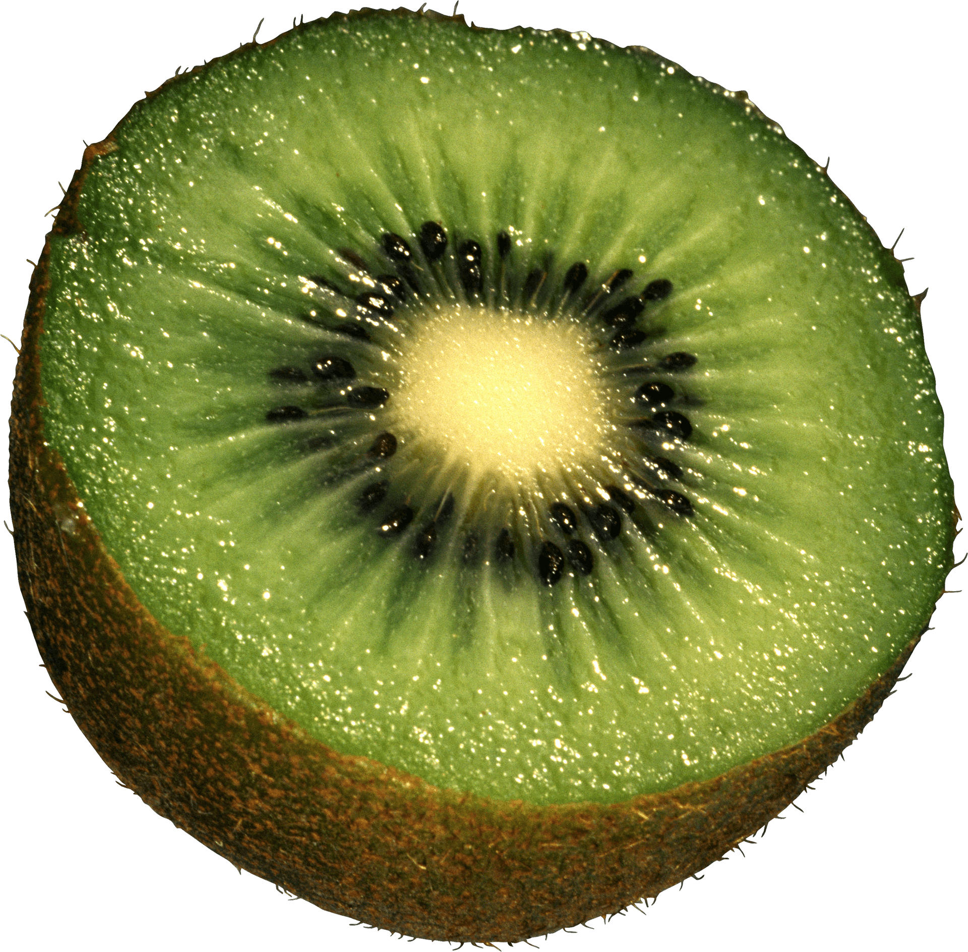 Fresh Kiwi Slice Closeup.png PNG Image