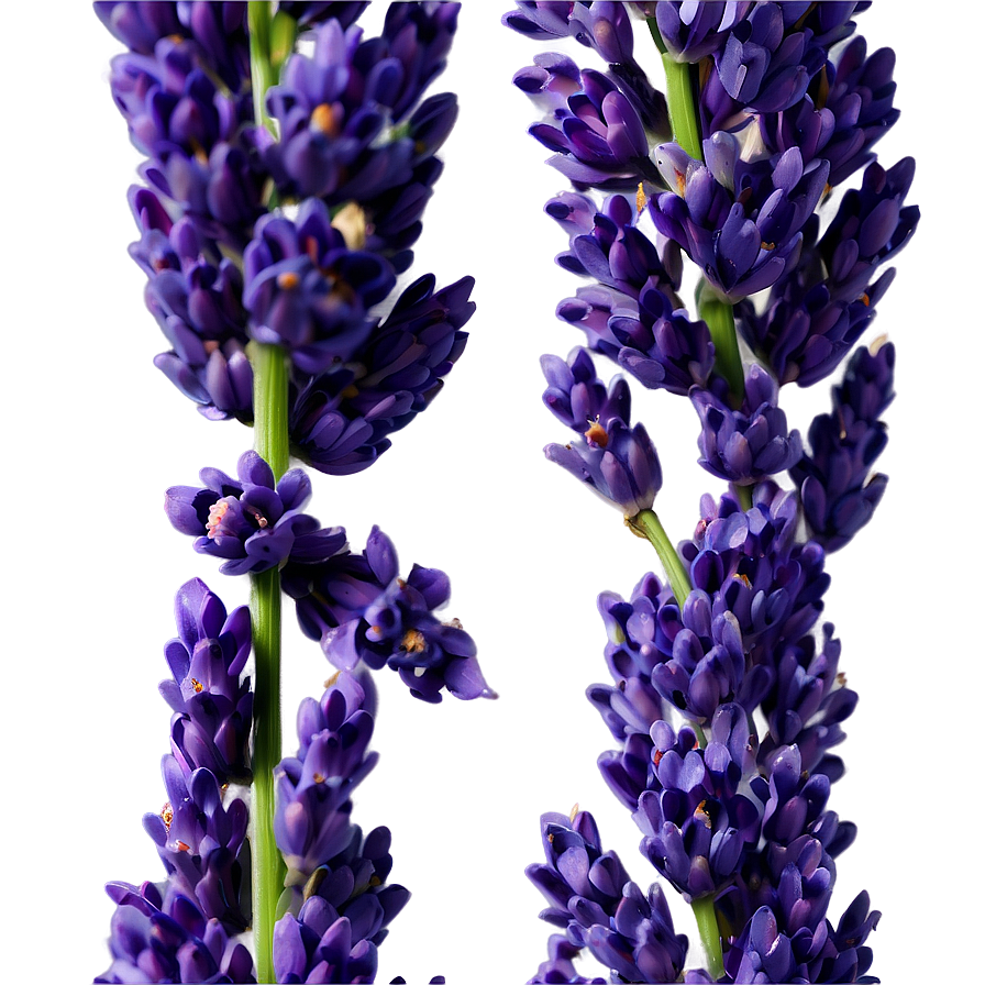 Fresh Lavender Sprigs Png Wfj PNG Image