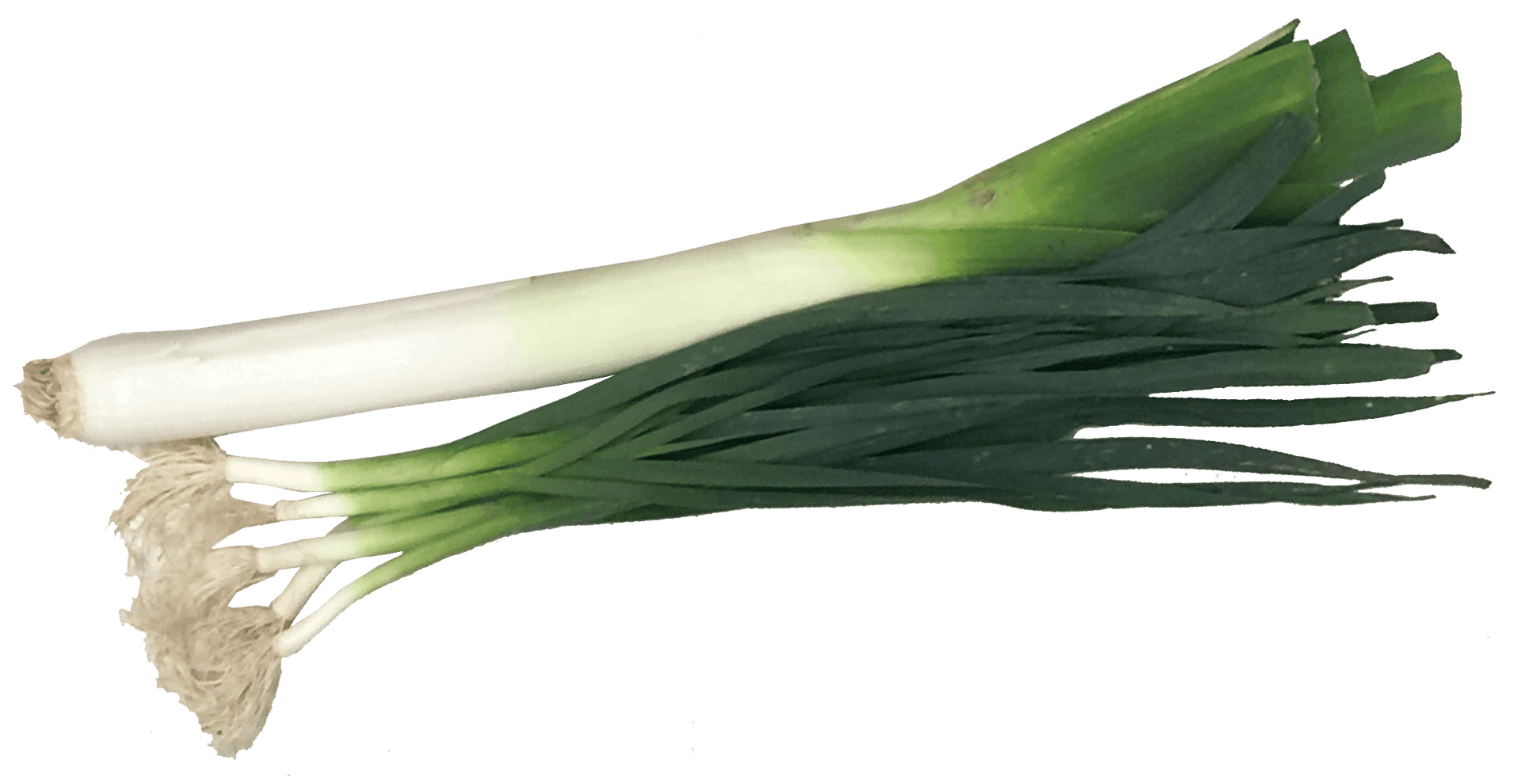 Fresh Leek Bunch Isolated PNG Image