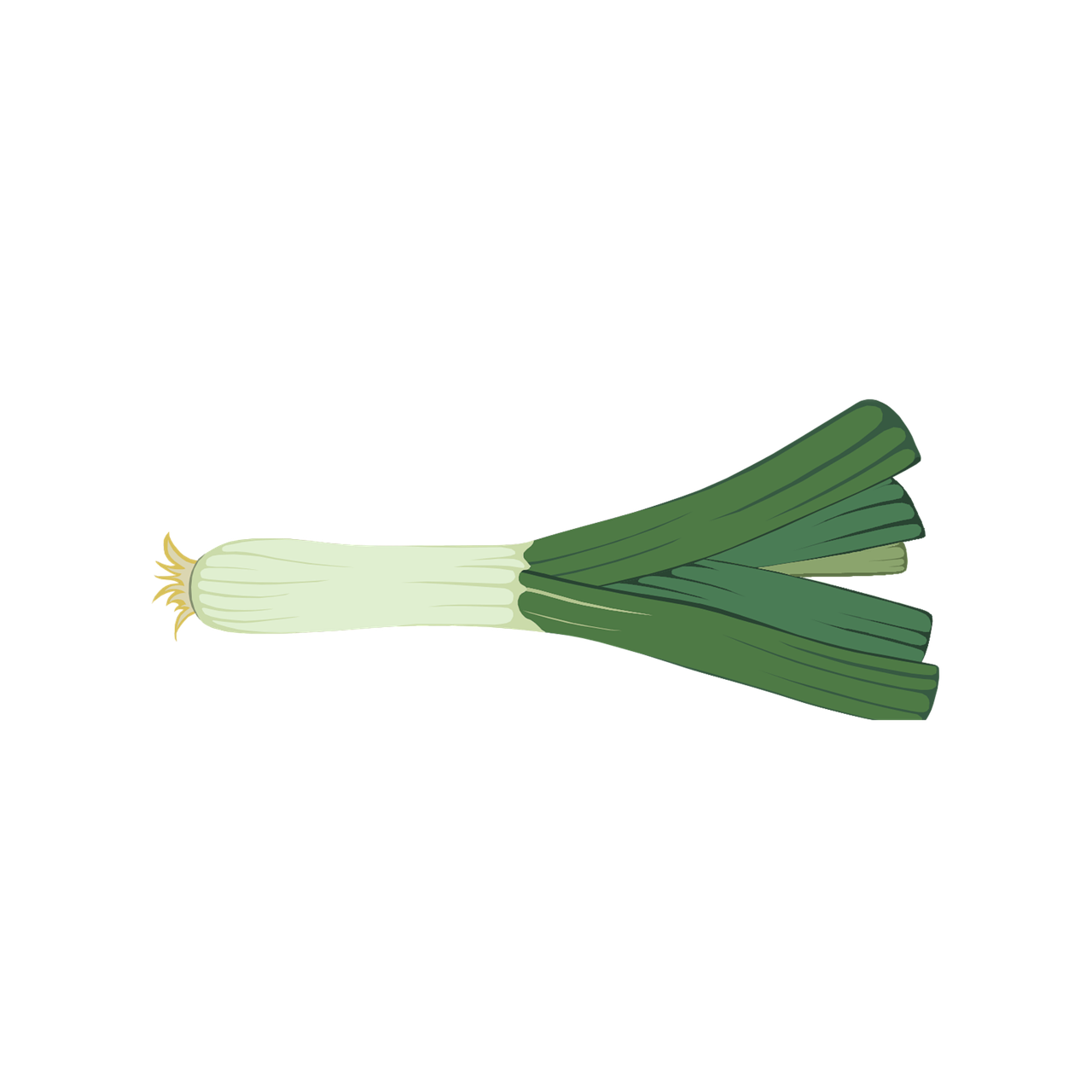 Fresh Leek Illustration PNG Image