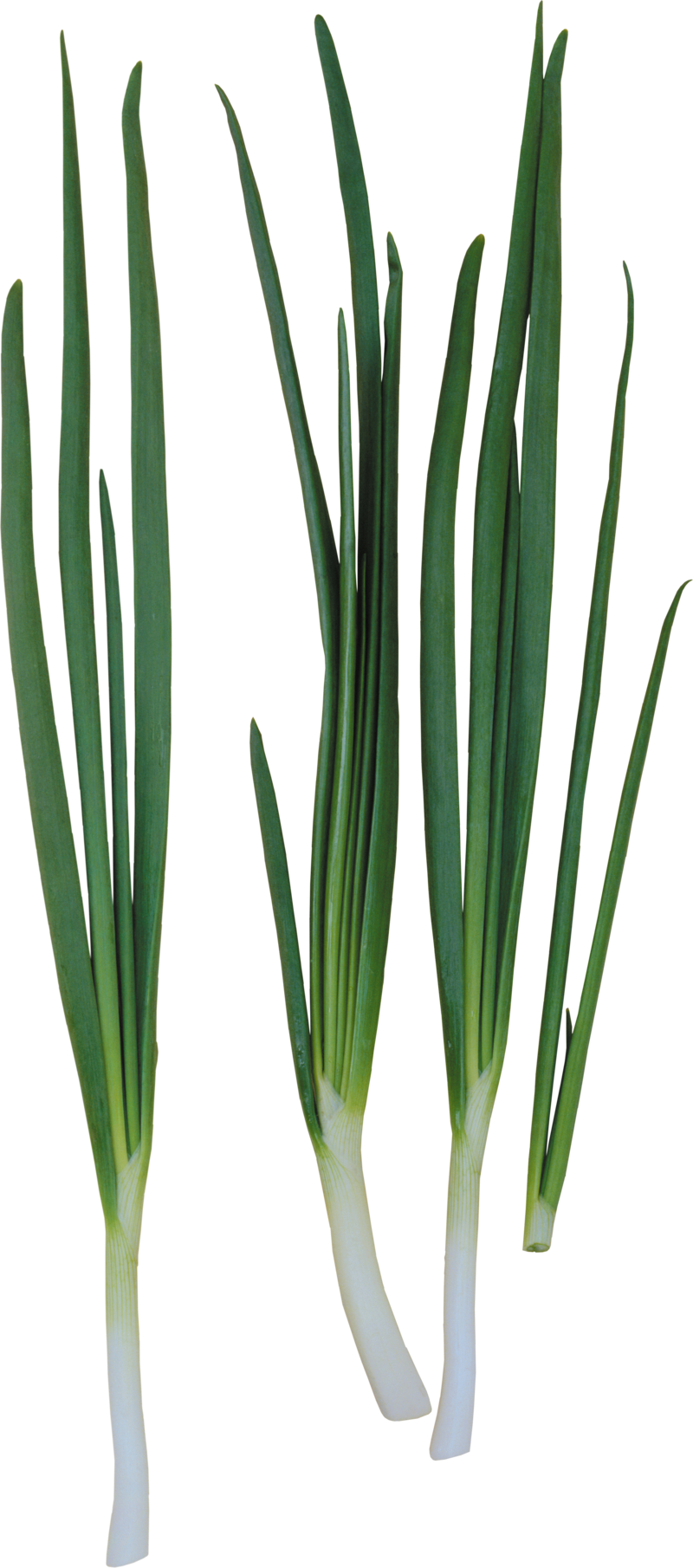 Fresh Leeks Isolatedon White PNG Image