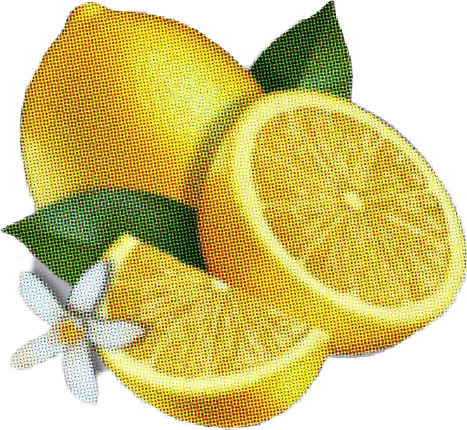 Fresh Lemonand Slice Illustration PNG Image