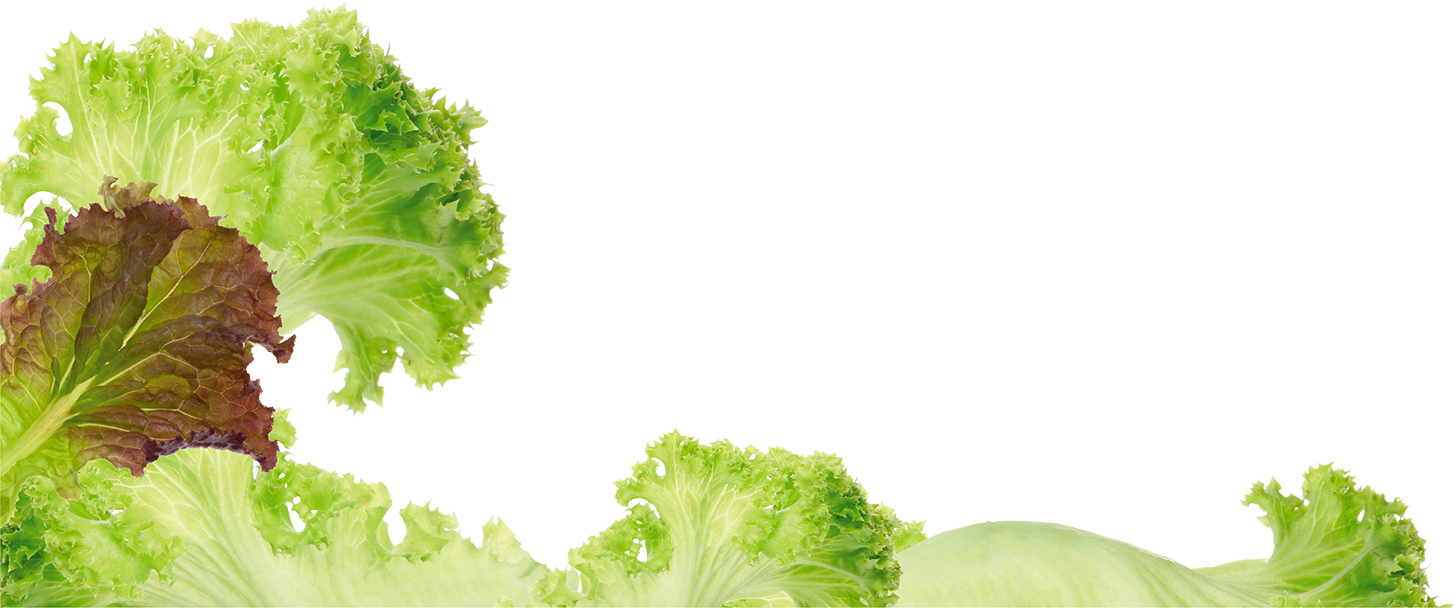 Fresh Lettuce Leaves Transparent Background PNG Image