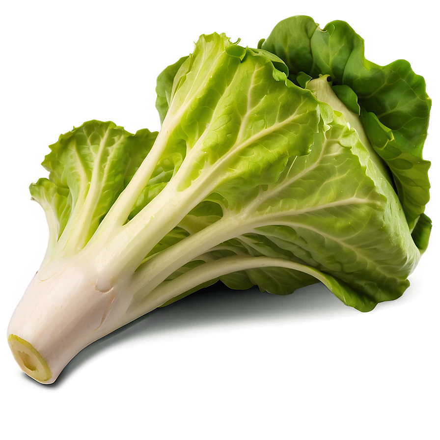 Fresh Lettuce Png 35 PNG Image