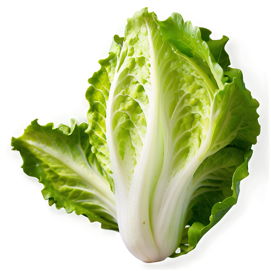 Fresh Lettuce Png 5 PNG Image