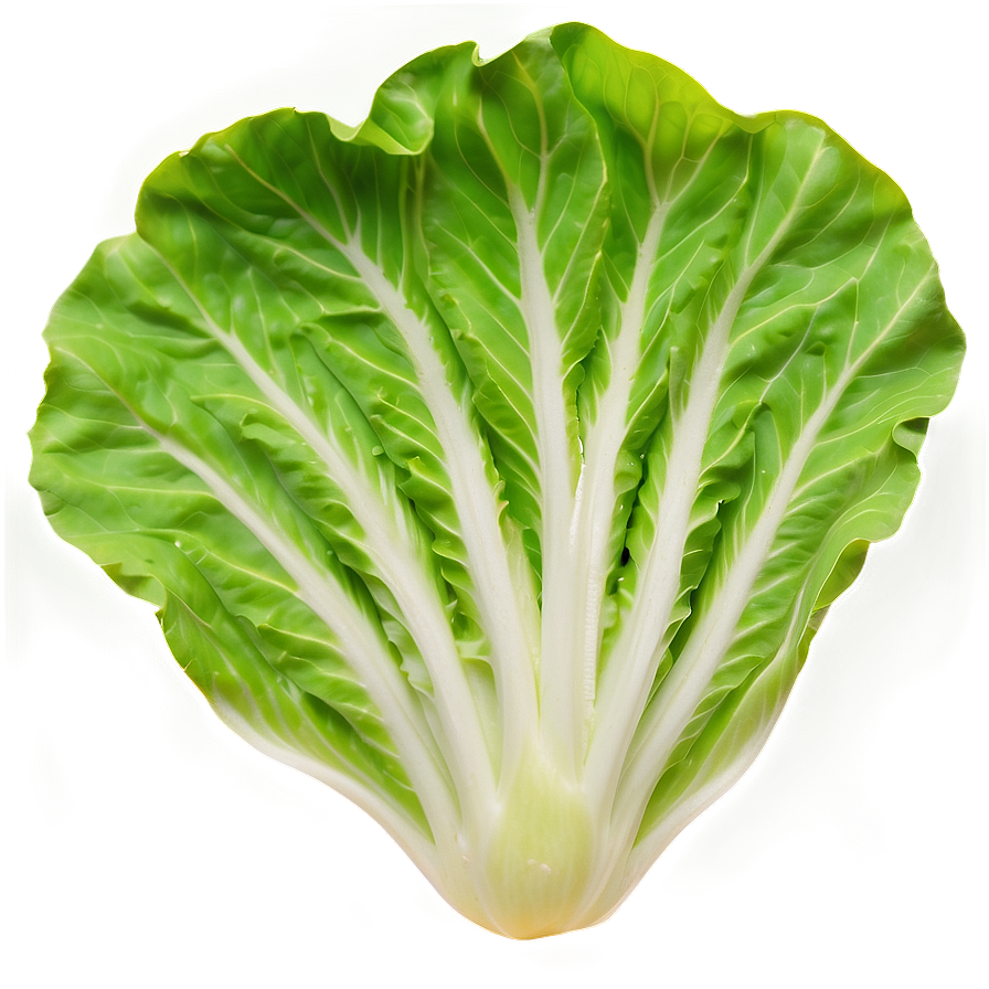 Fresh Lettuce Png Fhw94 PNG Image