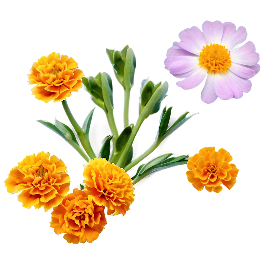 Fresh Marigold Petals Png 19 PNG Image