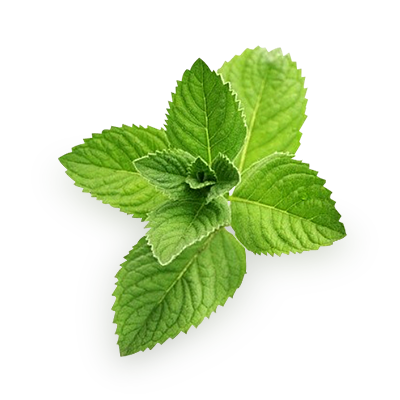 Fresh Mint Leaves Isolated.png PNG Image