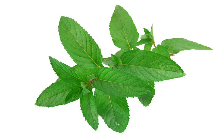 Fresh Mint Leaves Transparent Background PNG Image