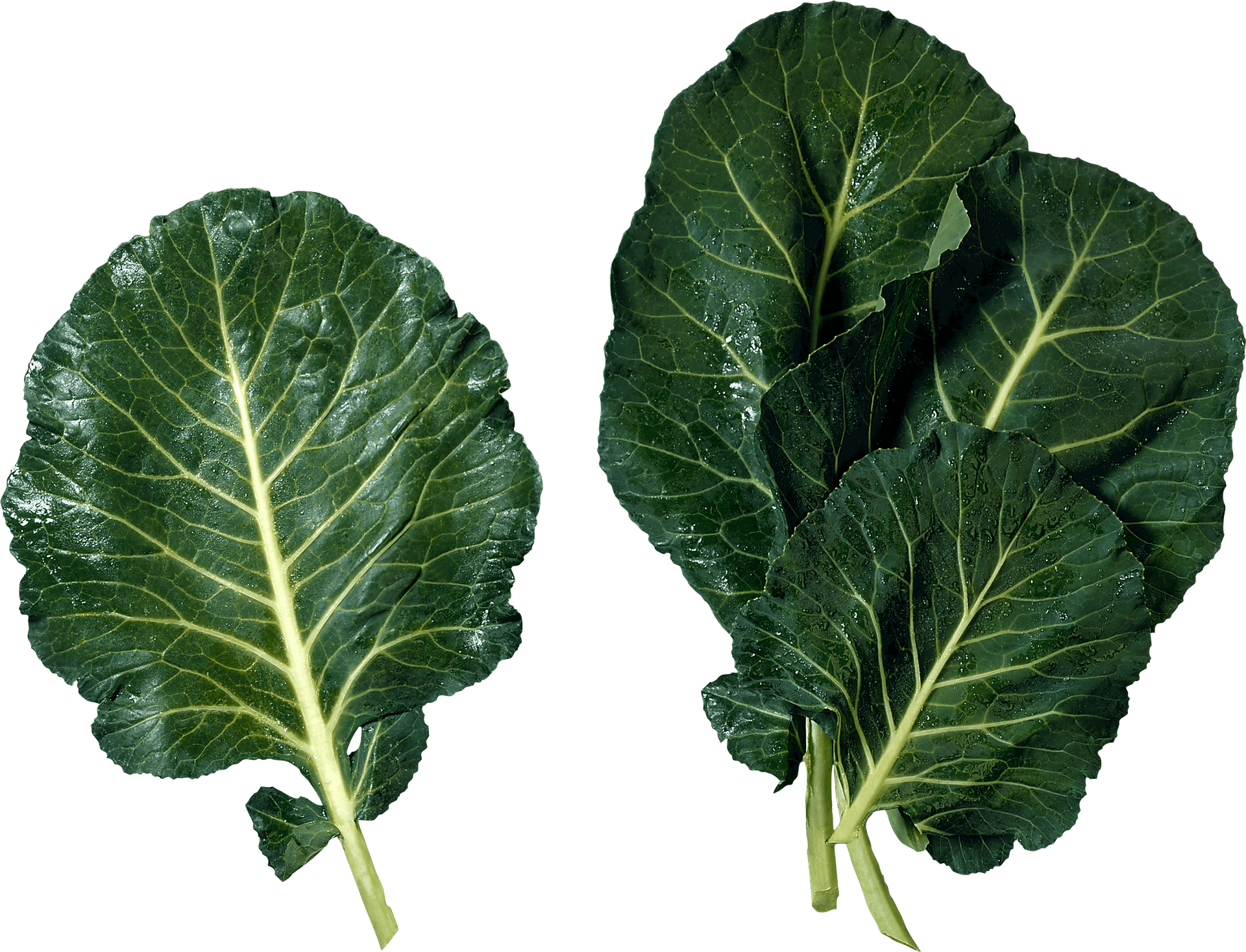 Fresh Mustard Greens Leaves PNG Image