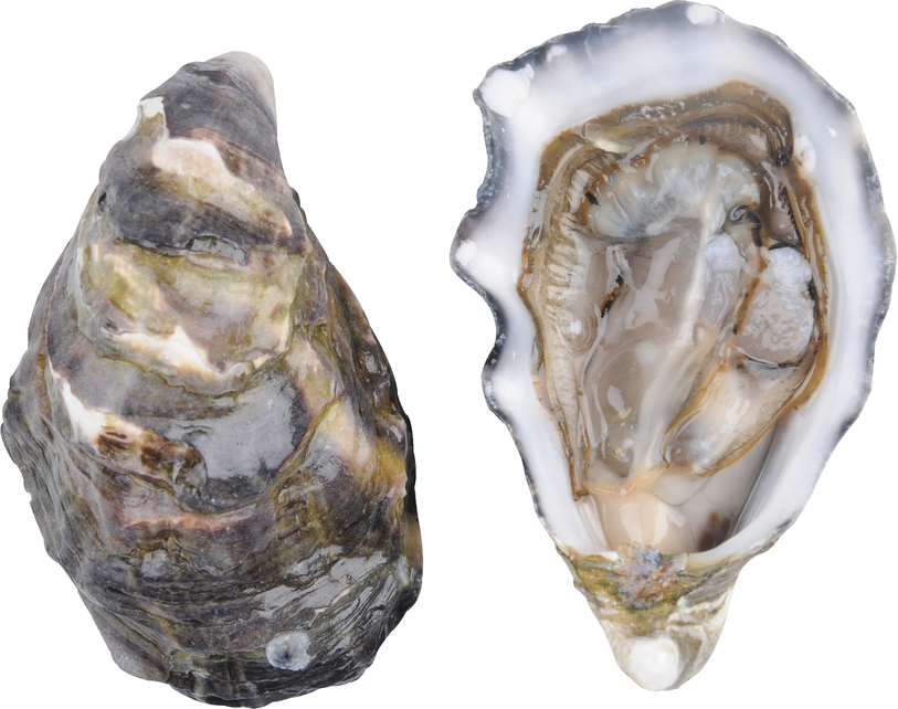 Fresh Oyster Open Closed Shell PNG Image