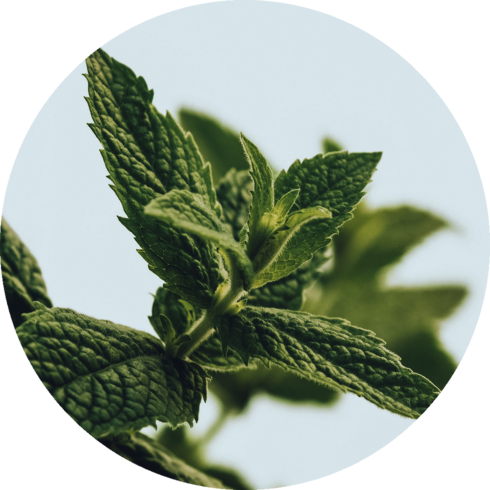 Fresh Peppermint Leaves Closeup PNG Image