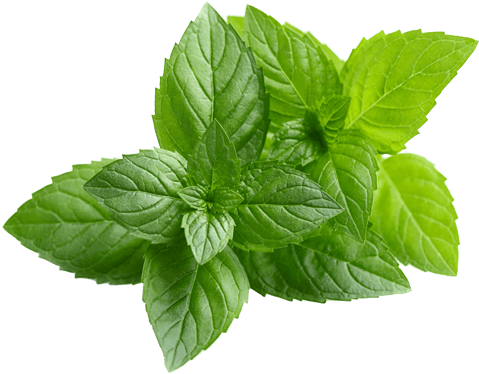 Fresh Peppermint Leaves Isolated PNG Image