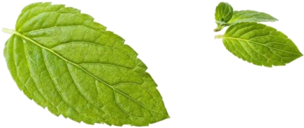 Fresh Peppermint Leaves Isolated PNG Image