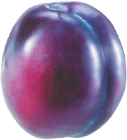 Fresh Plum Fruit Isolated PNG Image