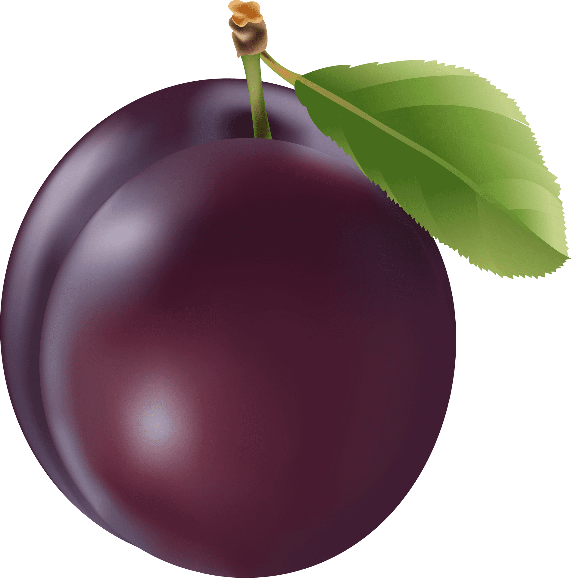 Fresh Plum Illustration PNG Image