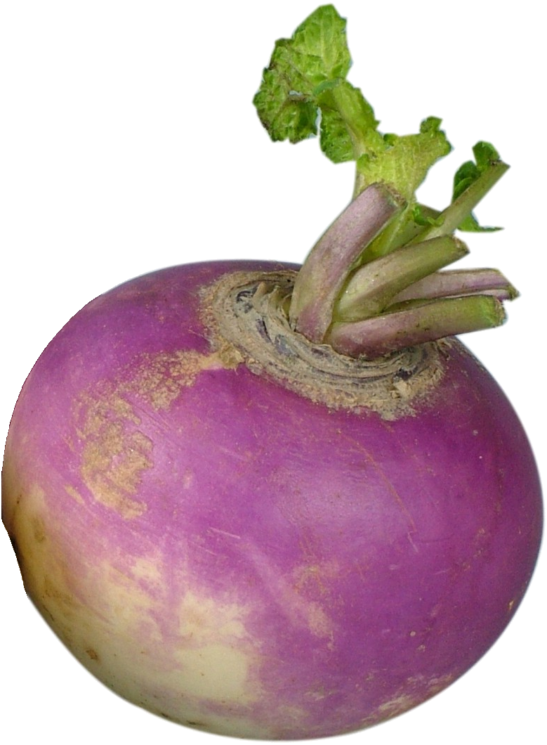 Fresh Purple Turnip Vegetable.png PNG Image