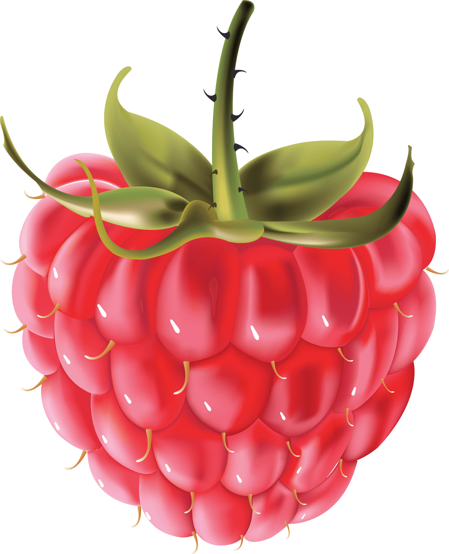 Fresh Raspberry Illustration PNG Image