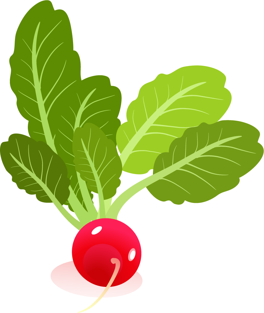 Fresh Red Radish Illustration PNG Image