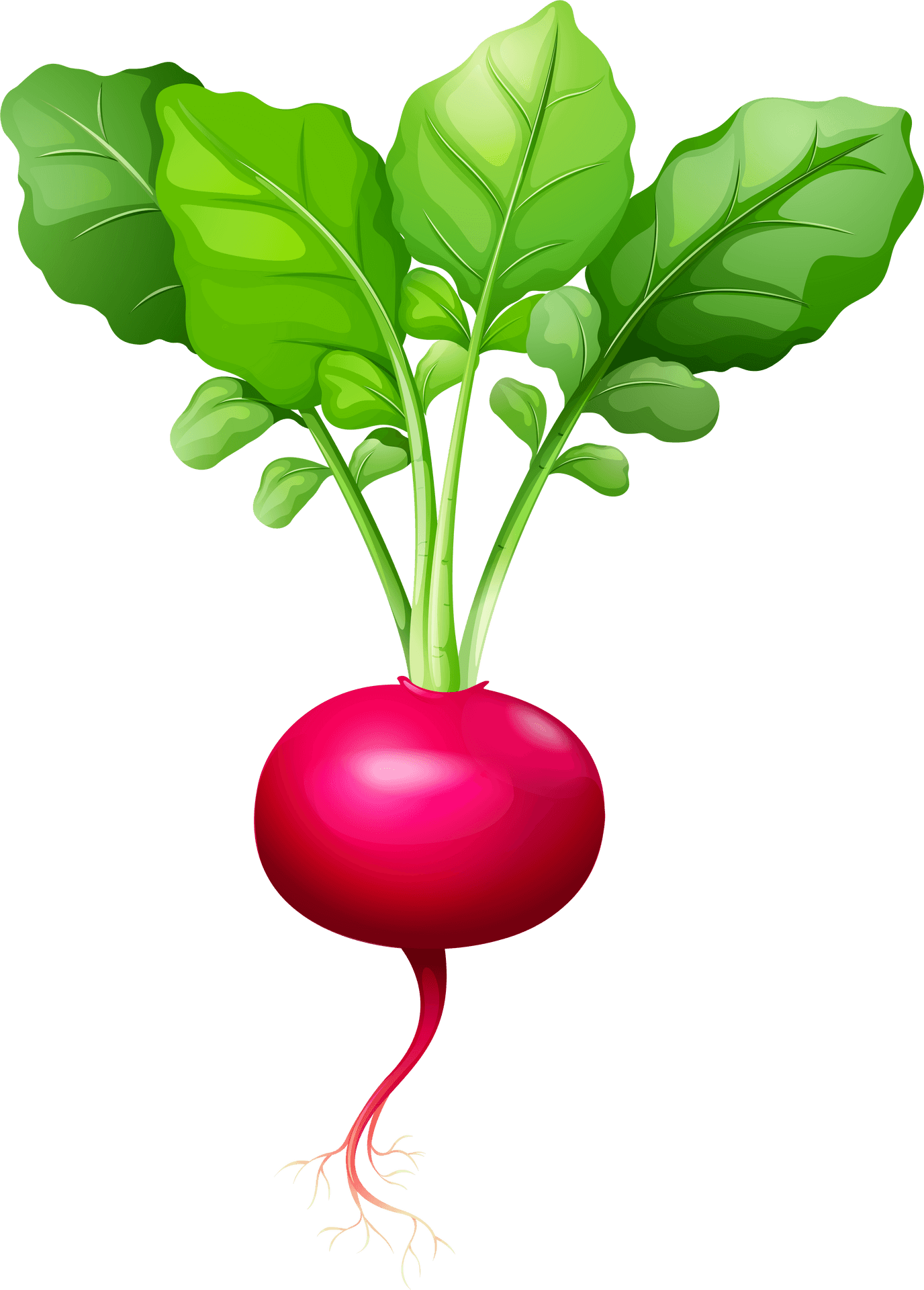 Fresh Red Radish Illustration.png PNG Image