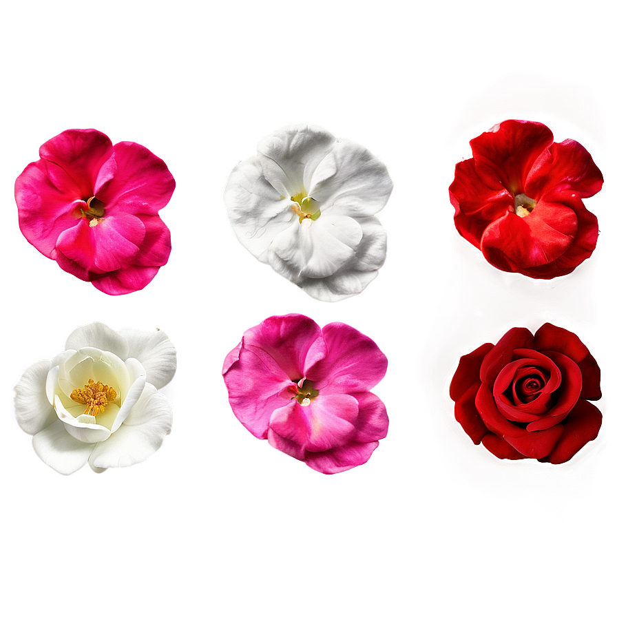 Fresh Rose Petals Png Qrb PNG Image