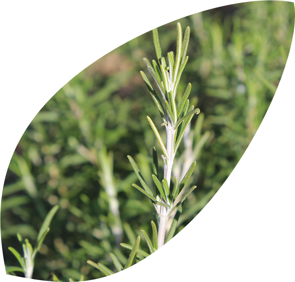 Fresh Rosemary Sprig Garden Background PNG Image