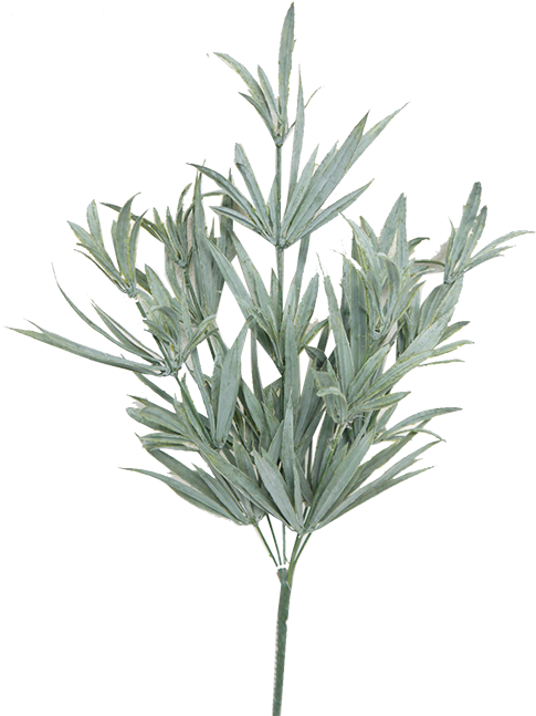 Fresh Rosemary Sprig.png PNG Image