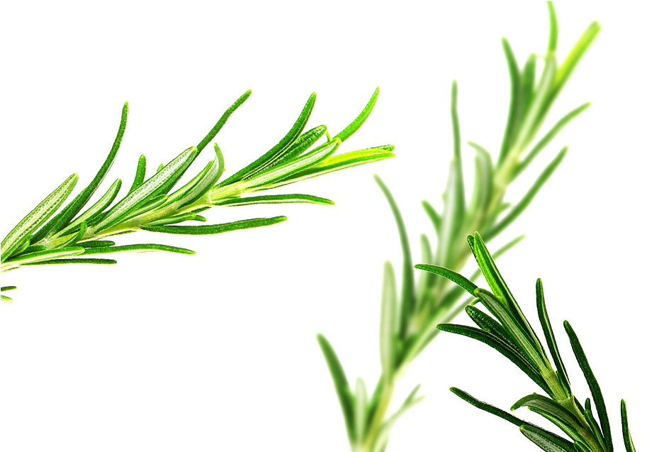 Fresh Rosemary Sprigs P N G PNG Image