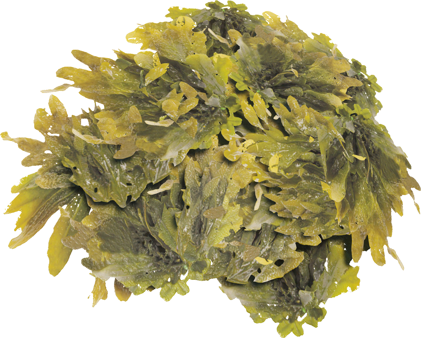 Fresh Seaweed Cluster.png PNG Image