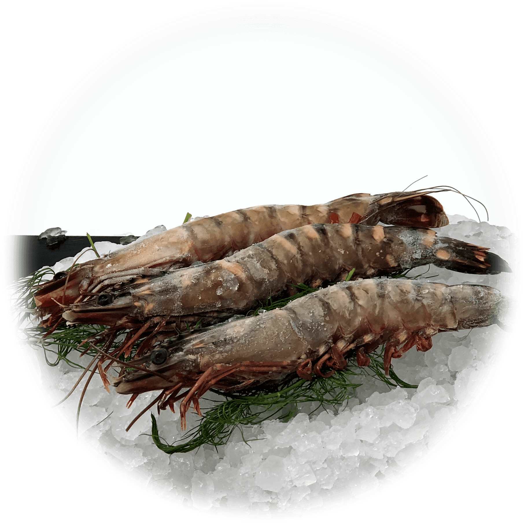 Fresh Shrimpon Ice PNG Image